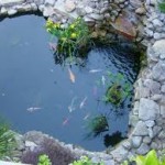 Koi Fish Pond Pictures